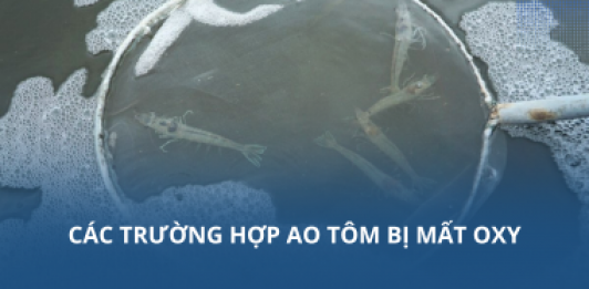 Các trường hợp ao tôm bị mất oxy